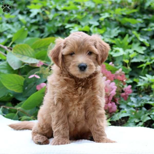 Diesel  F1B, Mini Goldendoodle Puppy